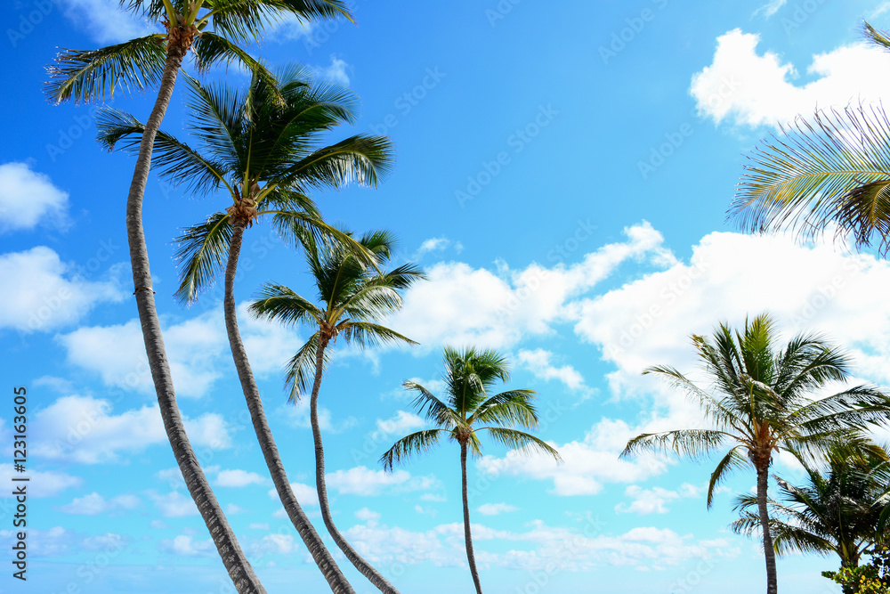 Caribbean palms against a sky with cloud