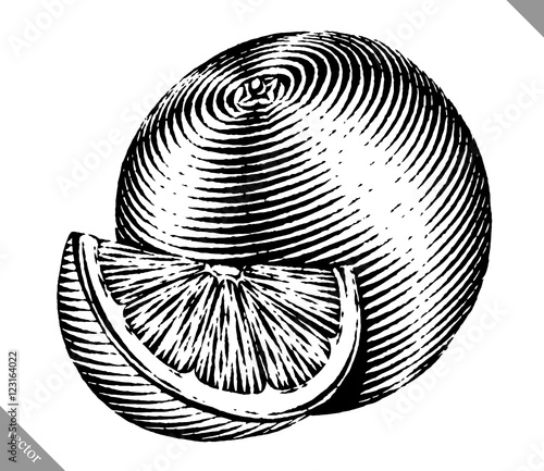 Engraved isolated vector illustration of an orange