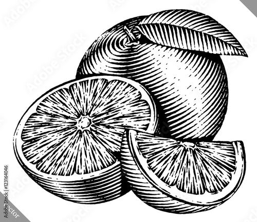 Engraved isolated vector illustration of an orange