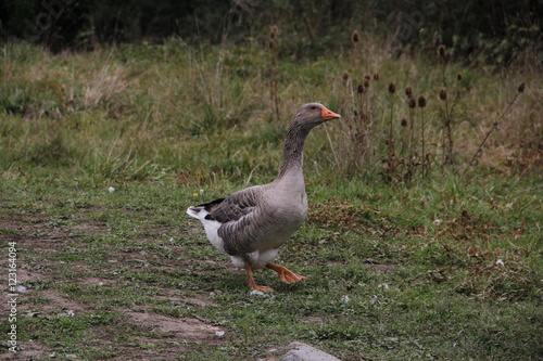 Wallpaper Mural oie Torontodigital.ca
