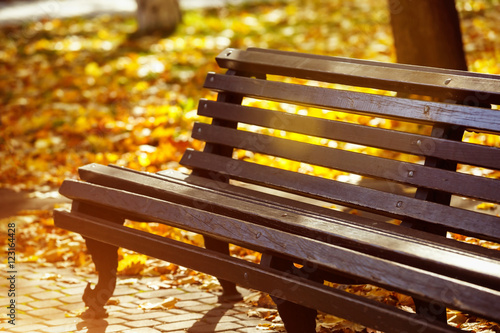 Closeup image of wooden vintage bench at sunny autumn park