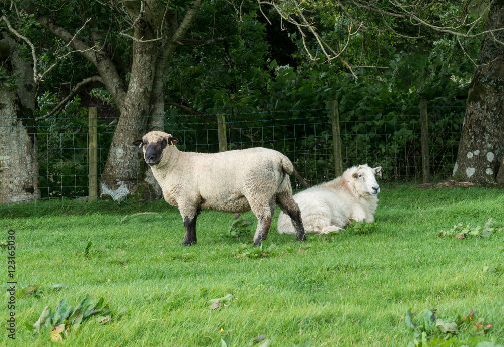 Fototapeta premium Side view of Shropshire sheep in meadow