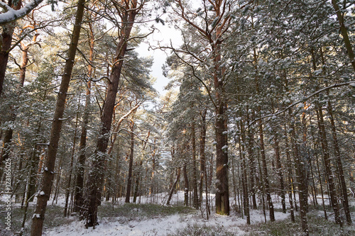 Chilly wintry forest near Prerow at the german Baltic Sea. © indigo641