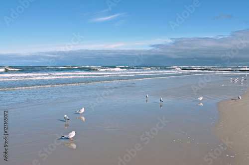 seagulls beach