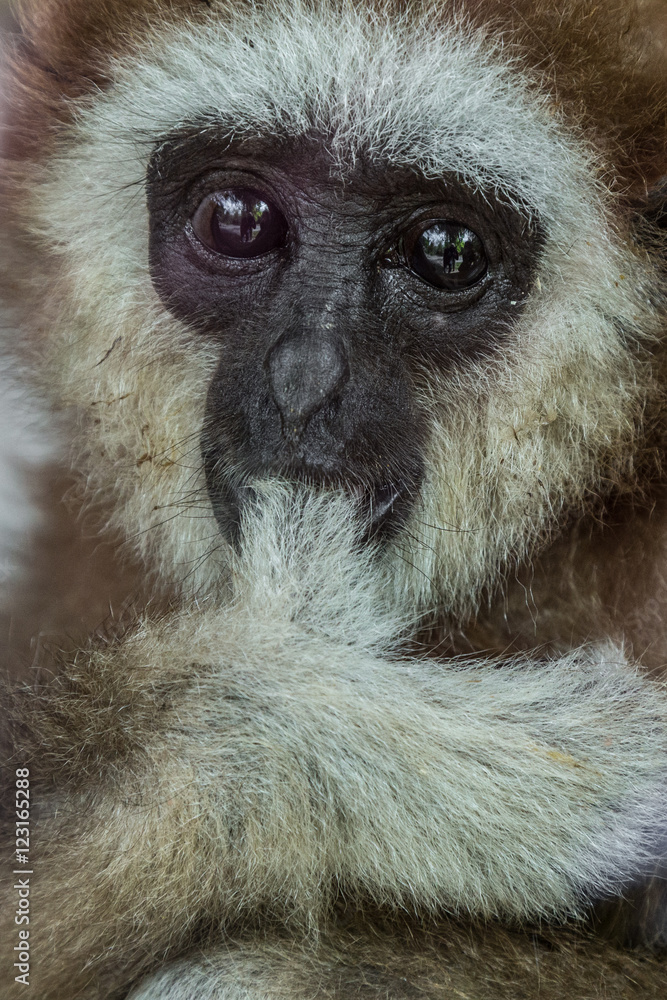 cute baby gibbon