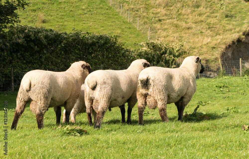 Rear view of three Shropshire sheep in meadow Rear view of three Shropshire sheep in meadow