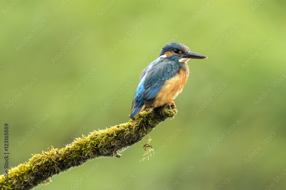 Kingfisher (atthis alcedo)closeup Kingfisher (atthis alcedo)closeup