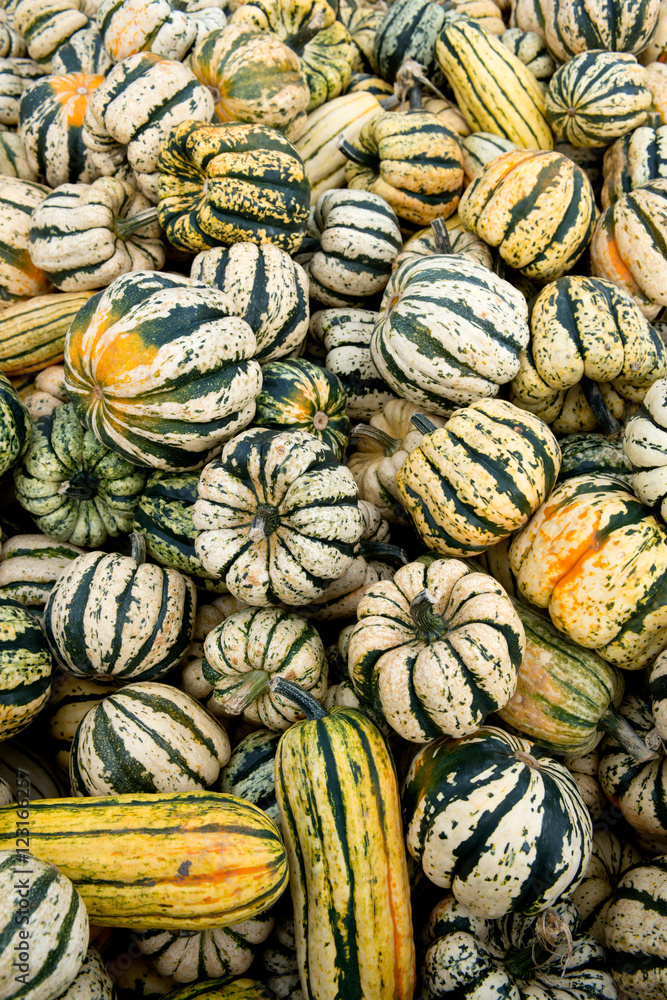 Different colored pumpkins in store ready for sale