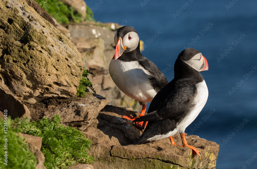 Puffin on the rocks at latrabjarg Iceland on a sunny day.
Puffin on the rocks at latrabjarg Iceland on a sunny day.