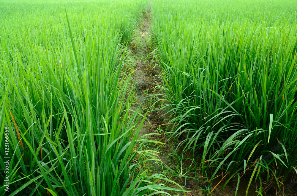rice field rice field