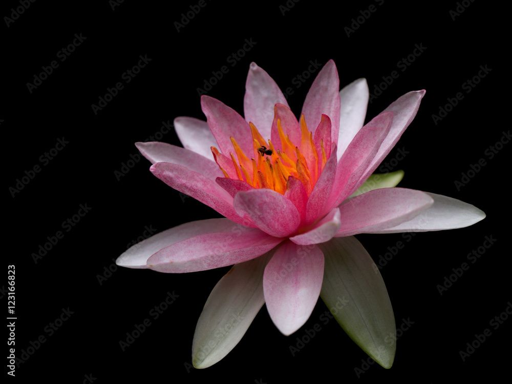 pink lotus isolated on black background pink lotus isolated on black background