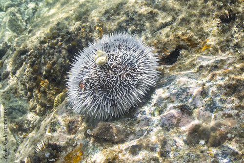 White sea urchin on Caribbean reef © Shakzu