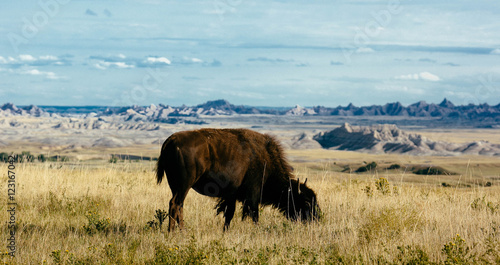 Bison On The Plains