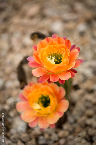 Echinopsis Cactus Bloom © Patty