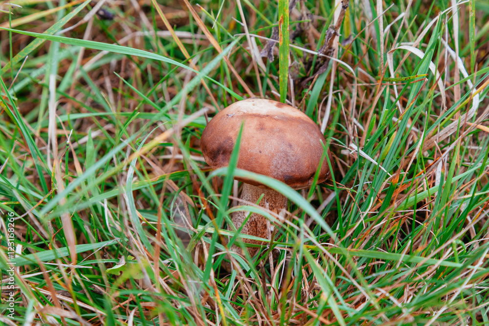 Forest mushroom wild in the forest Forest mushroom wild in the forest