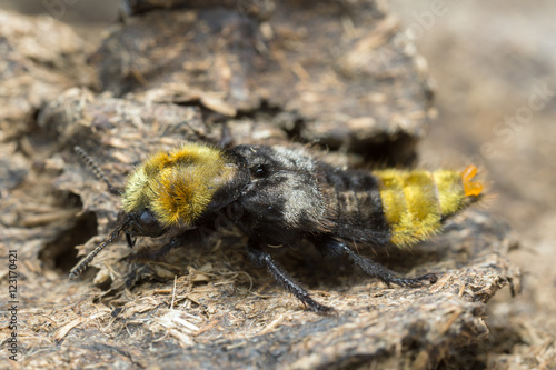 Rove beetle, Emus hirtus on cow dung photo