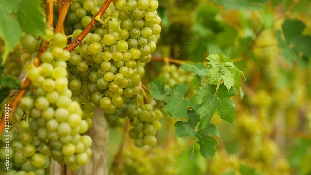 White grapes bunch. White grapes bunch.