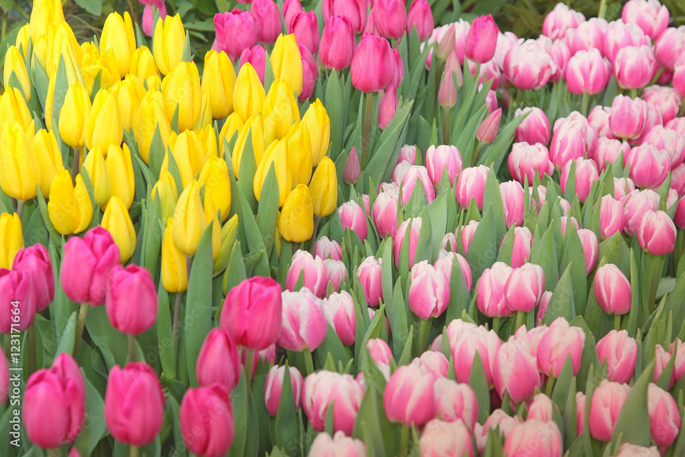 Tulip. Beautiful colorful bouquet of tulips in spring Tulip. Beautiful colorful bouquet of tulips in spring