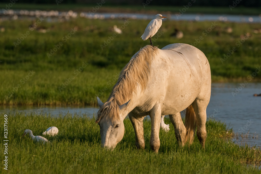 Fototapeta premium Free camargue horse with a bird on his back eating grass in the Isola della Cona reserve, Italy