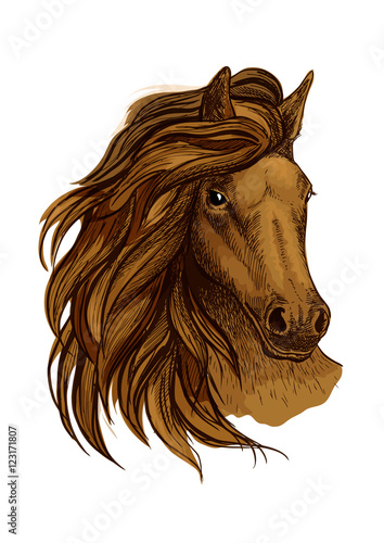 Arabian brown horse portrait