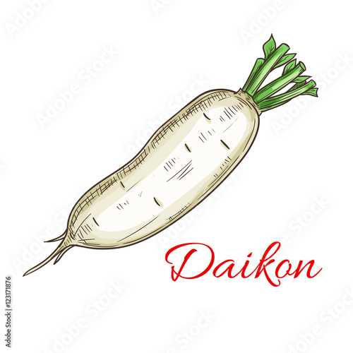 Daikon vegetable sketch icon