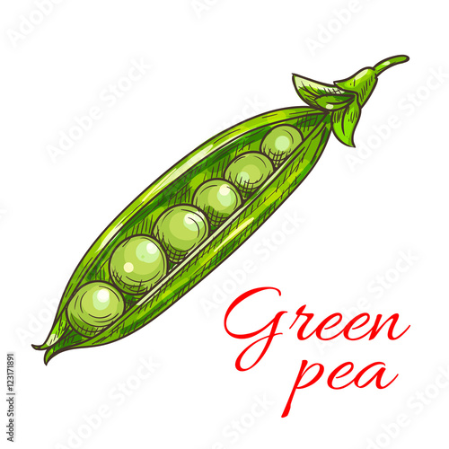 Green pea pod vegetable sketch icon