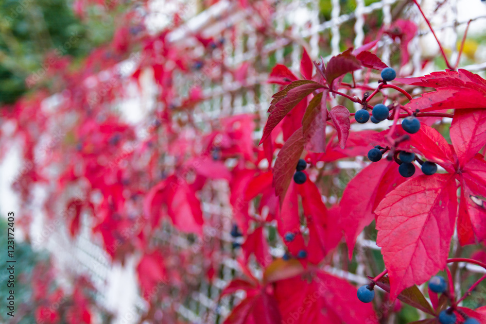 Blue Berries Bright Red Leaves Plant Growing Fence White Metal C Blue Berries Bright Red Leaves Plant Growing Fence White Metal C
