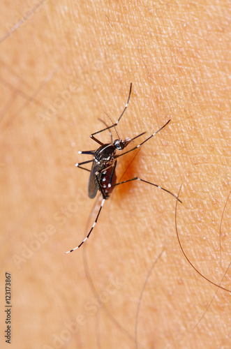 Mosquito sucking blood