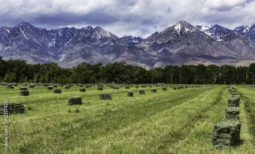 fresh cut hay field with hay bales and mountain backdrop 