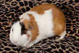 Adult male American Guinea Pig on a leopard spotted pilow