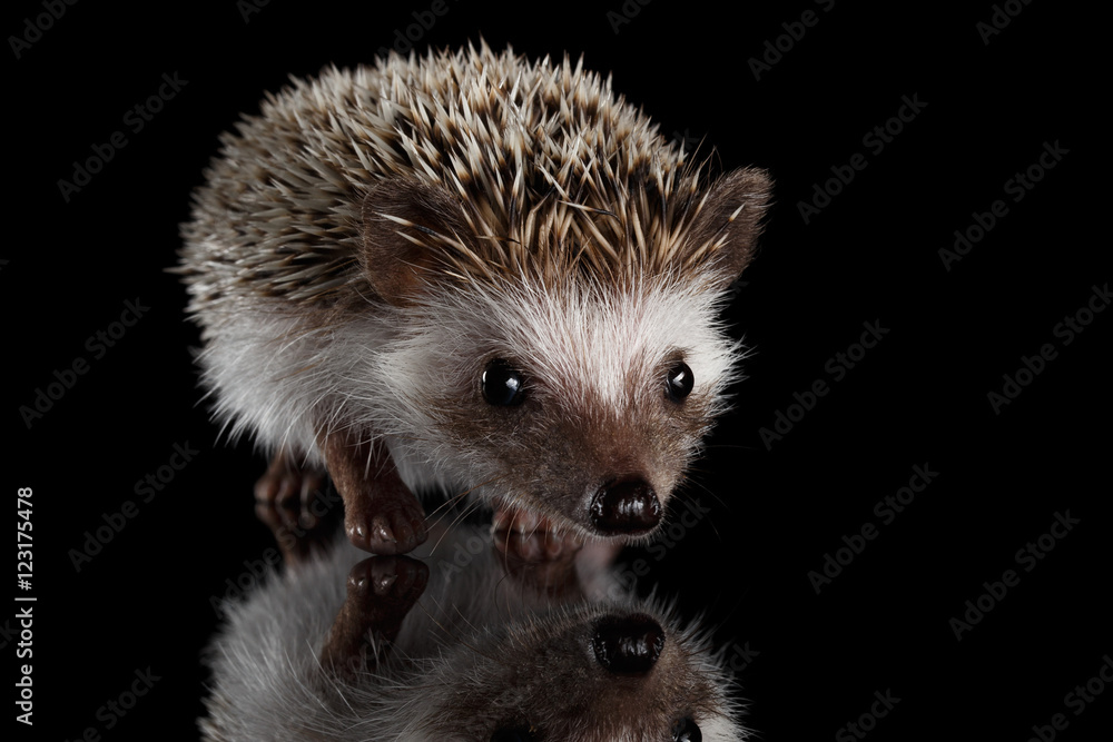 Obraz premium Cute Prickly Hedgehog, front view, isolated on Black Background with Reflection