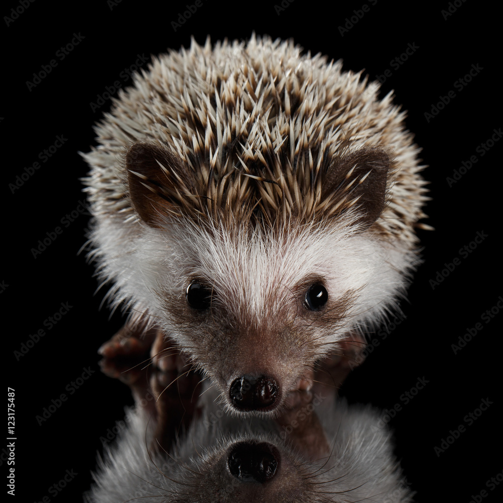 Obraz premium Portrait of Cute Prickly Hedgehog, front view, isolated on Black Background with Reflection
