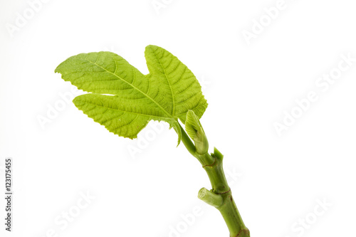 Green shoot fig