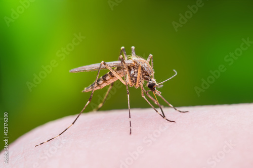 Mosquito Bite