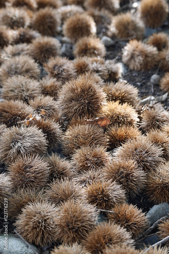 Fallen chestnuts on the ground