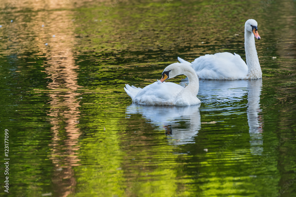 Fototapeta premium swan lake park pond