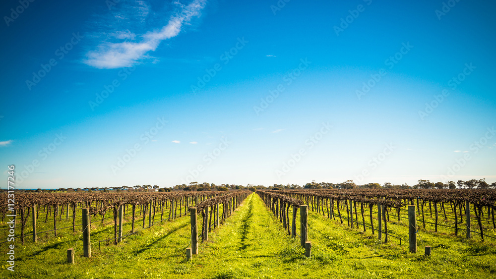 Fototapeta premium McLaren Vale wineries