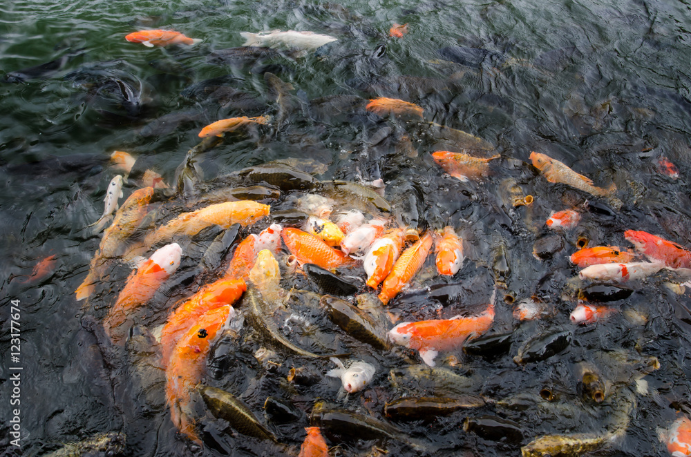 Koi fishes scrambled for the food pellet Koi fishes scrambled for the food pellet