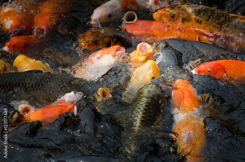 Koi fishes scrambled for the food pellet