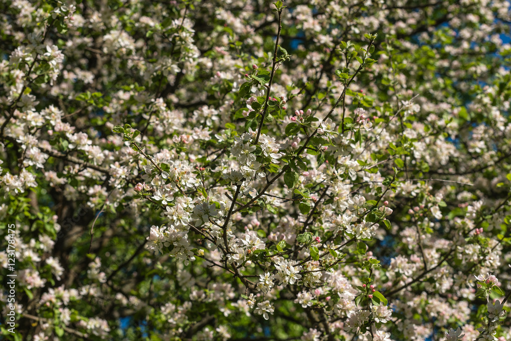 white flowers apple tree background
