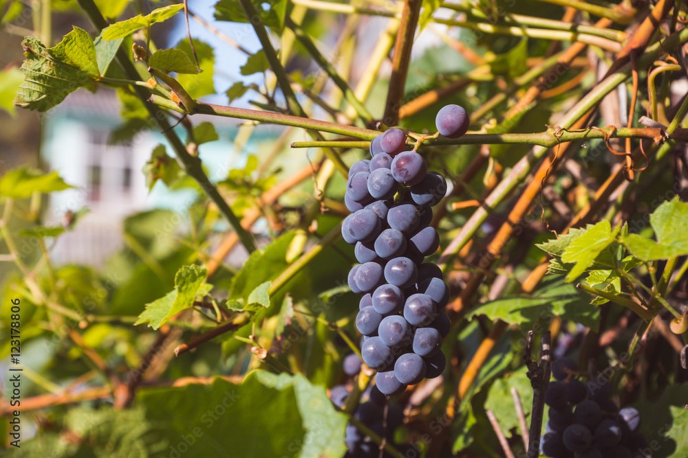 Bunches of grape in the vineyard. Selective focus. Shallow depth of field. Bunches of grape in the vineyard. Selective focus. Shallow depth of field.