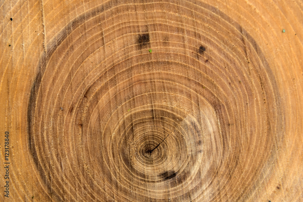 Naklejka premium wood trunk sawing texture