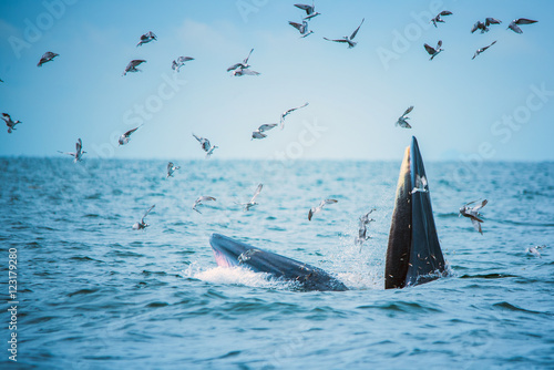 Fotografía Bryde's whale of gulf of Thailand
