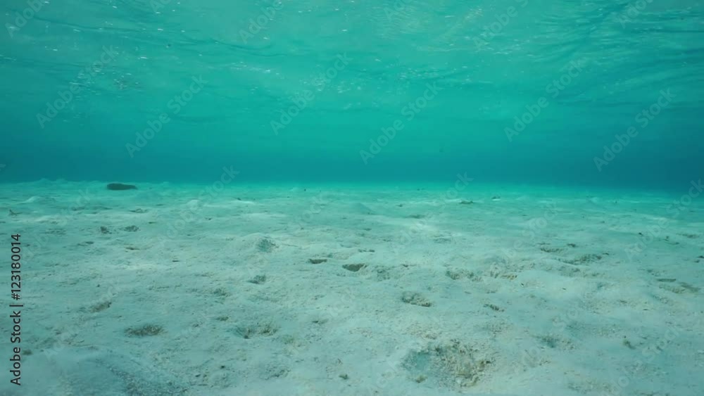 Sand underwater on a shallow ocean floor with ripples of water surface in the lagoon of Bora Bora, natural scene, Pacific ocean, French Polynesia
Sand underwater on a shallow ocean floor with ripples of water surface in the lagoon of Bora Bora, natural scene, Pacific ocean, French Polynesia