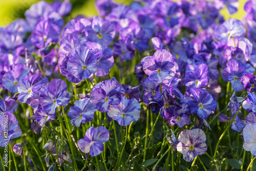 flowers pansy grass meadow
