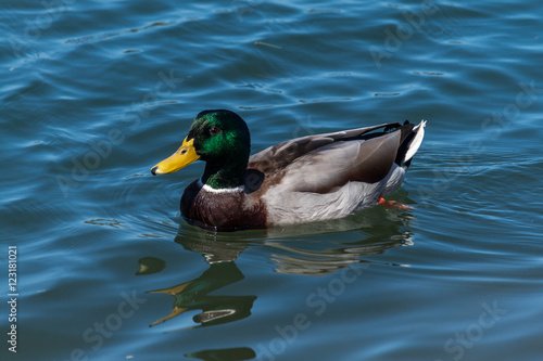 Mallard duck upper back bay Newport Beach California