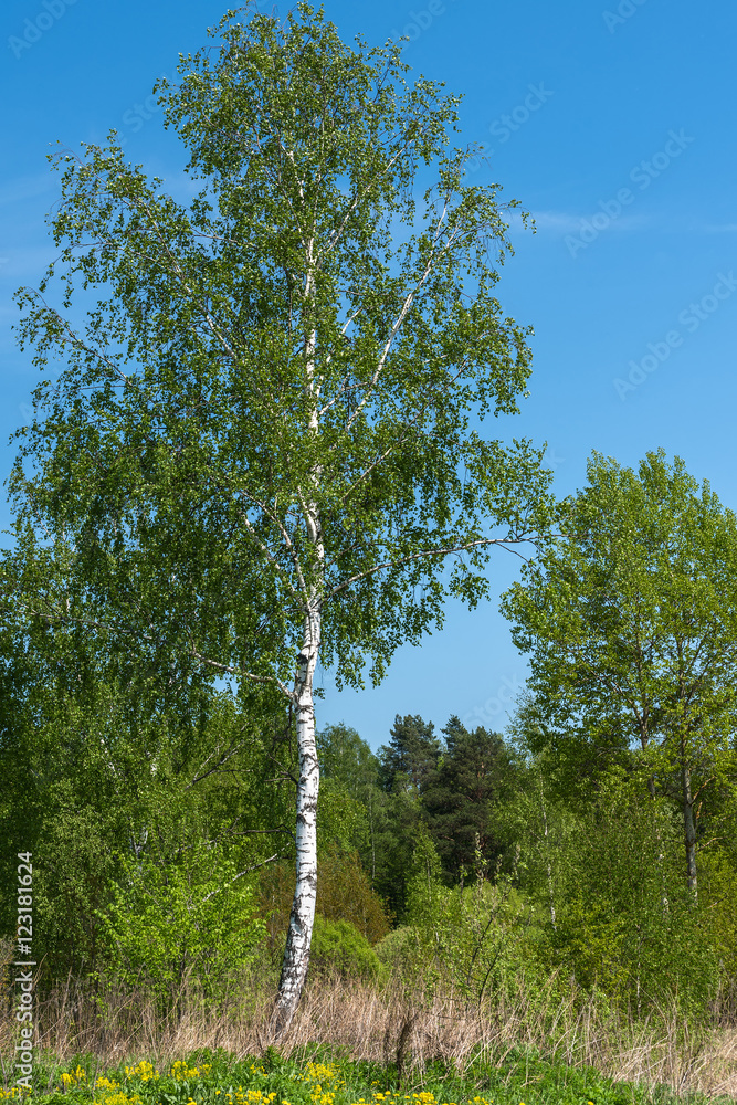 Fototapeta premium birch grove leaves summer