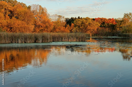 Autumn Colors and Coots on Medicine Lake in Plymouth, Minnesota