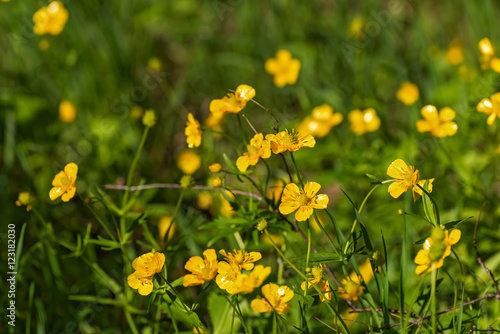 Fototapeta Naklejka Na Ścianę i Meble -  buttercups flowers meadow