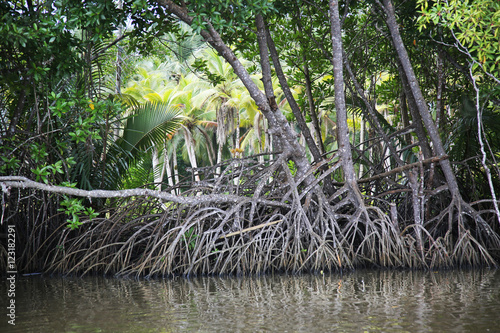 Mangrove Forest Bentota River Sri Lanka